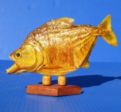 Wholesale Taxidermy Piranha Fish 9 inch to 10 inch on a wooden base for display - $49.00 each; 3 pc or more @ $44.00 each
