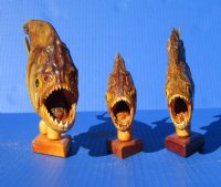 Wholesale Taxidermy Piranha Fish 7-1/4 inch to 8-1/2 inch on a wooden base for display - $37.00 each; 5 pc or more @ $33.00 each