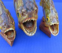 Wholesale Taxidermy Piranha Fish 7-1/4 inch to 8-1/2 inch on a wooden base for display - $37.00 each; 5 pc or more @ $33.00 each