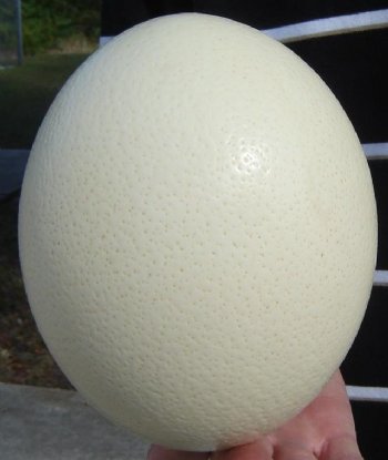 5 inches to 6 inches Wholesale Empty Ostrich Eggs imported from South Africa - Case of 24 @ $12.50 each; 4 or more cases @ $11.50 each