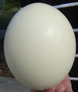 5 inches to 6 inches Wholesale Empty Ostrich Eggs imported from South Africa - Case of 24 @ $16.00 each; 4 or more cases @ $15.00 each