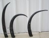 32 to 34 inches Polished Water Buffalo Horns Wholesale, Bubalus bubalis  - (We will select horns that look similar to those pictured) - $21.00 each