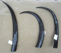 Wholesale 32 to 34 inches Polished Water Buffalo Horns - $21.00 each 