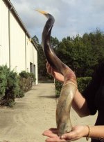 Polished Kudu Horns - Hand Picked Pricing 