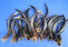 Wholesale Polished Kudu horns from 25 to 29 inches - $48.00 each; Packed: 5 pcs @ $43.00 each  (We will select horns similar to those shown in the photos)