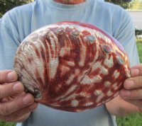 Polished Red, Rainbow Abalone Shells
