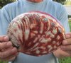 Polished Red, Rainbow Abalone Shells