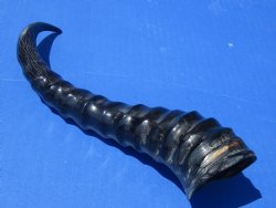 Wholesale Polished Male Springbok Horns 8 to 12 inches - 2 pcs @ $9.00 each; 12 pcs @ $8.00 each