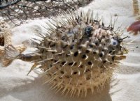 8" - 9" Wholesale Porcupine Blowfish or Porcupine fish <font color=red> WITH VERY SHARP SPINES</FONT>  - 10 pcs @ $4.75 each  