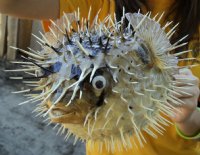 8" - 9" Wholesale Porcupine Blowfish or Porcupine fish <font color=red> WITH VERY SHARP SPINES</FONT>  - 10 pcs @ $4.75 each  