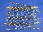 African thin porcupine quill wholesale 10 inches up to 12 inches - Packed: 50 @ $.60 each; Packed: 100 pcs @ $.55   each (We will select quills similar to those shown) 