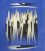 African thick porcupine quills wholesale 5 inches up to 7 inches - Packed: 50 pcs @ $.65 each