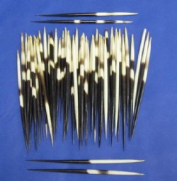 Thick African porcupine quills wholesale 6 inches up to 7-7/8 inches - 50 pcs @ .80 each