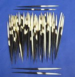Thick African porcupine quills wholesale 6 inches up to 7-7/8 inches - Packed: 50 pcs @ .80 each (We will select quills similar to those pictured) 