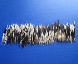 B-Grade 2 to 3 inches Wholesale (Semi-Clean) African Porcupine Quills for sale - 300 pcs @ $.20 each