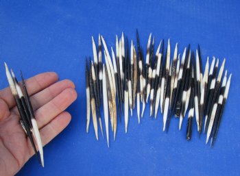 African fat porcupine quills (semi cleaned) wholesale 5 inches up to 6 inches - 50 pcs @ $.80 each