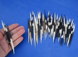 Grade B African fat porcupine quills (semi cleaned) wholesale 5 inches to 6 inches - 50 pcs @ $.80 each
