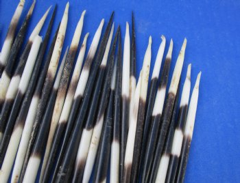African fat porcupine quills (semi cleaned) wholesale 5 inches up to 6 inches - 50 pcs @ $.80 each