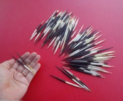 3 to 4 inch Wholesale fat Porcupine Quills for sale - 50 pcs @ $.55 each; 100 pcs @ $.50 each 
