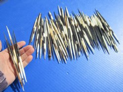 6 to  7 inches Fat African Porcupine Quills (semi cleaned) Wholesale - 50 pcs @ .90 each 