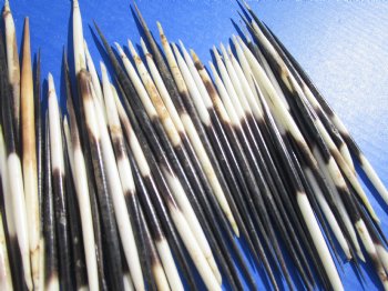 7 to 8 inches Fat African Porcupine Quills (semi cleaned) Wholesale - 50 pcs @ .90 each 