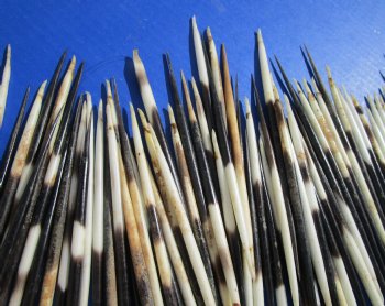 6 to 7 inches Fat African Porcupine Quills (semi cleaned) Wholesale - 50 pcs @ .90 each 