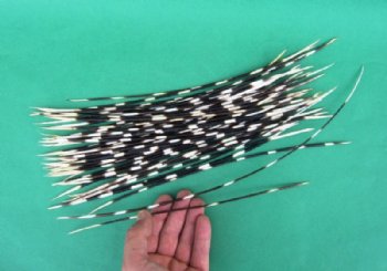 9 inches to 16 inches porcupine quills wholesale - 50 @ .60 each  