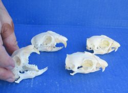 Wholesale Prairie Dog Skull - Ethically Sourced Oddities & Taxidermy Specimen - $22.00 each; 6 pcs @ $19.00 each