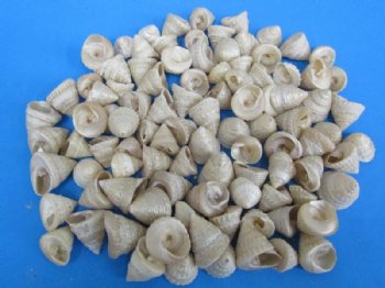 Wholesale Pearlized Trochus Shells or top shells 1-1/4"-1-3/4" - 100 pcs @ .20 each; 500 pcs @ $.18 each