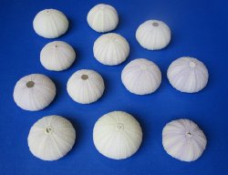 Purple sea urchins 1-1/2 to 2-1/4 inches - 400 pcs @ $.36 each