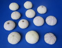 Wholesale purple sea urchins 1-1/2 inches to 2-1/4 inches - 288 pcs @ .40 each