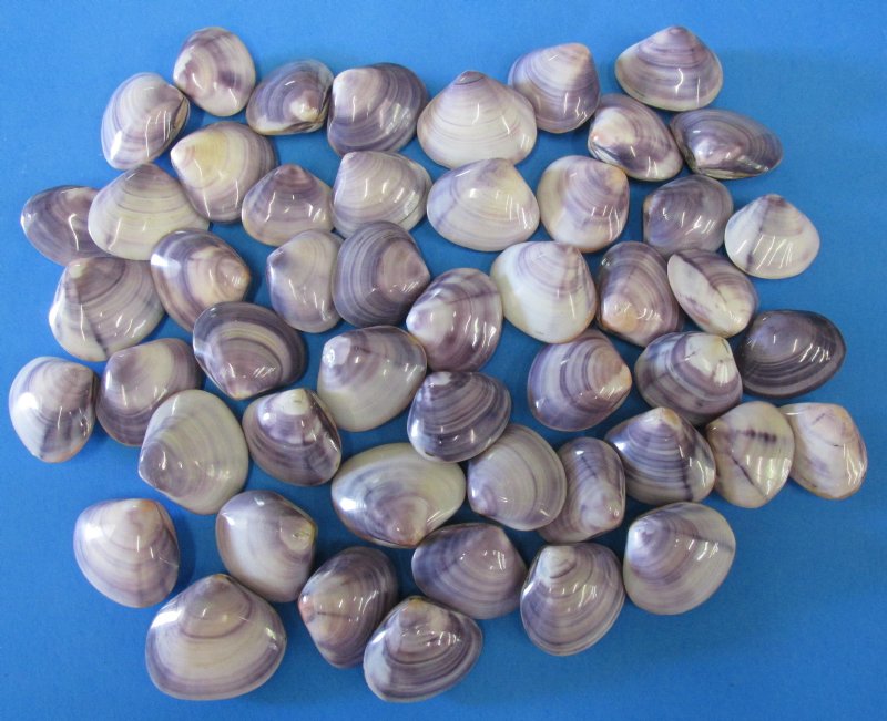 Wholesale 2 inch polished purple clam pairs