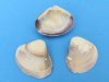 Wholesale purple and white clam shells in bulk bags  3/4 inch to 1-1/8 inches $6.50 a gallon; 5 gallons @ $5.85 a gallon