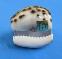 Purple Top Cowrie Napkin Rings Wholesale - <font color=red>*CLOSEOUT SALE*</font> 12 pcs @ $.40 each; 96 pcs @ $.35 each  