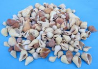 Case of  Assorted pyrula shells wholesale 3/4" - 2" - 15 kilos @ $2.60 a kilo