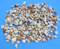 Assorted pyrula shells wholesale, pear melongena  3/4" - 2" - $1.90/kilo (Min: 2 kilos)