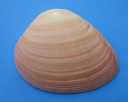 Wholesale Queen Pink Clam Shells - 3" to 5" - 10 pcs @ $.85 each. 40 pcs @ $.75 each
