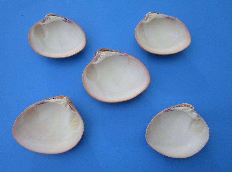 Wholesale Queen Pink Clam Shells for sale