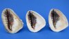 6 inches Queen Helmet Shells, Cassis madagascariensis, commercial grade - Packed: 2 pcs @ $6.00 each; Packed: 10 pcs @ $5.00 each