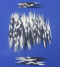 African fat porcupine quills wholesale 4 inches up to 6 inches - 50 pcs @ $.70 each; 100 pcs @ $.65 each