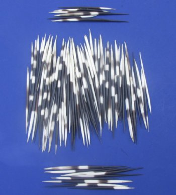 African fat porcupine quills wholesale 5 to 6 inches - 50 pcs @ $.80 each; 100 pcs @ $.70 each; 500 pcs @ $.60 each