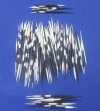 African thick porcupine quills wholesale 4 inches up to 6 inches - Packed: 100 pcs @ $.55 each (We will select quills similar to the ones pictured). 