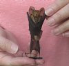 Wholesale Mummified hanging Acuminate horseshoe bat (rhinolophus acuminatus) measuring 3 inches up to 3-3/4 inches - You will receive one similar to the one pictured for $15