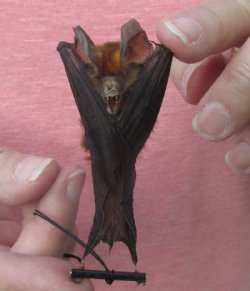 Wholesale Mummified hanging Blyth's horseshoe bat orange 3 inches up to 3-3/4 inches - $13