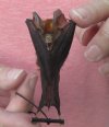 Wholesale Mummified hanging Blyth's horseshoe bat orange (rhinolophus lepidus) measuring 3 inches up to 3-3/4 inches - You will receive one similar to the one pictured for $13