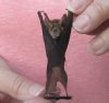 Wholesale Mummified hanging Woolly horseshoe bat (rhinolophus luctus) measuring 2-3/4 inches up to 3-1/4 inches - You will receive one similar to the one pictured for $14.00 each; 4 or more @ $12.60 each