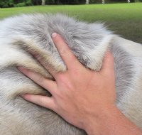 Tanned Reindeer Hides, Reindeer Skins Standard Grade - (1 pc)