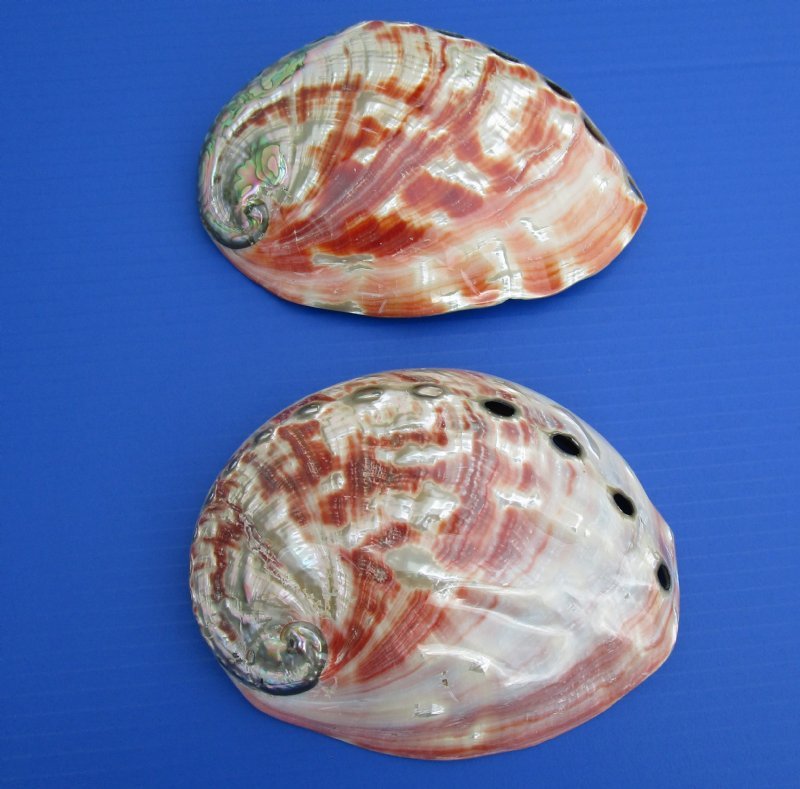 Large California Red Abalone Shell - Grade A