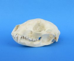 Wholesale raccoon skulls for sale - $28 each; 6 or more @ $25 