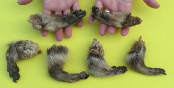 Wholesale raccoon feet, raccoon paws, 3 to 5-1/2 inches  - 5 pcs @ $3.00 each; 20 pcs @ $2.50 each